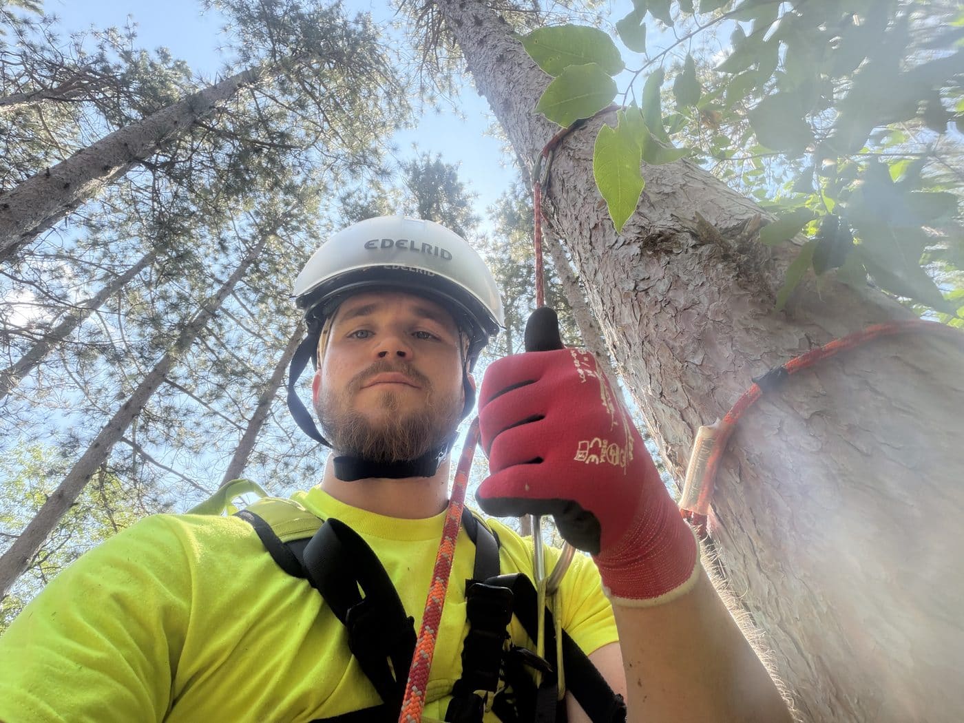 Dylan White roped in and harnessed, climbing a tree on site